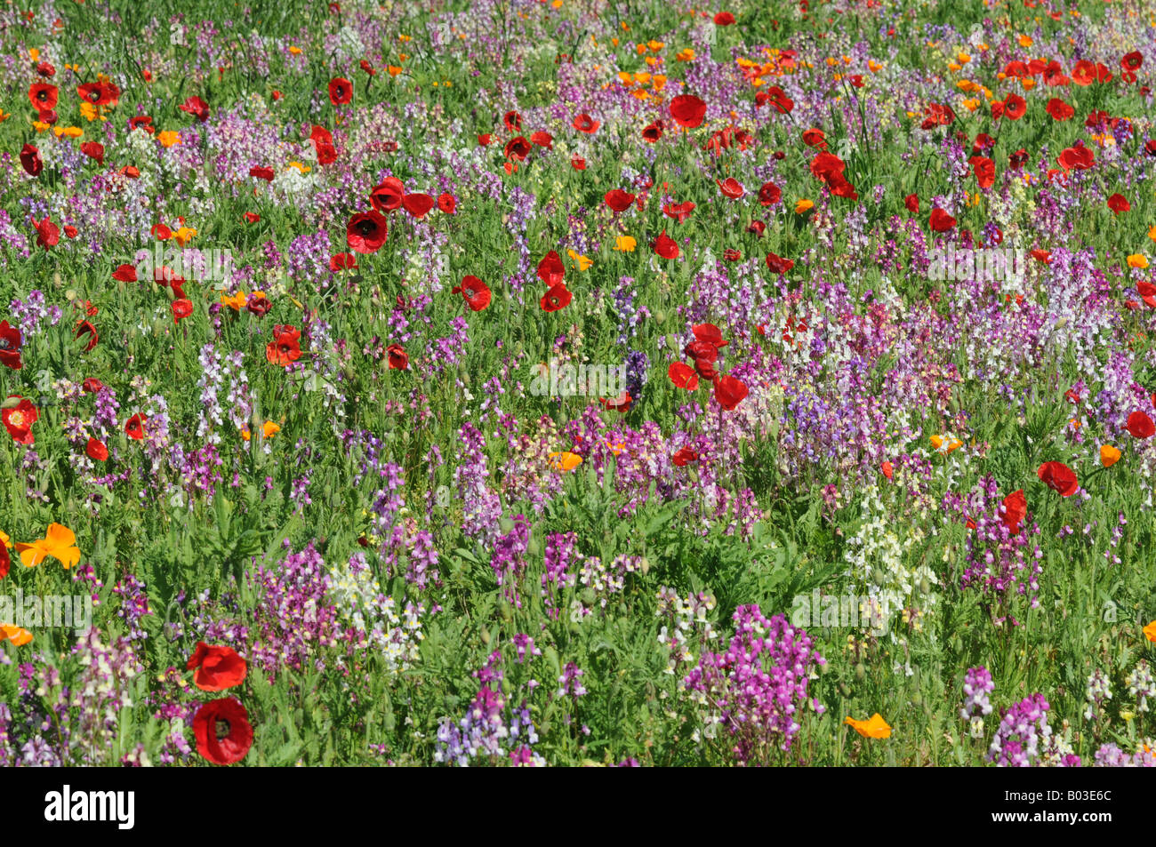 Lavender and poppies hi-res stock photography and images - Alamy
