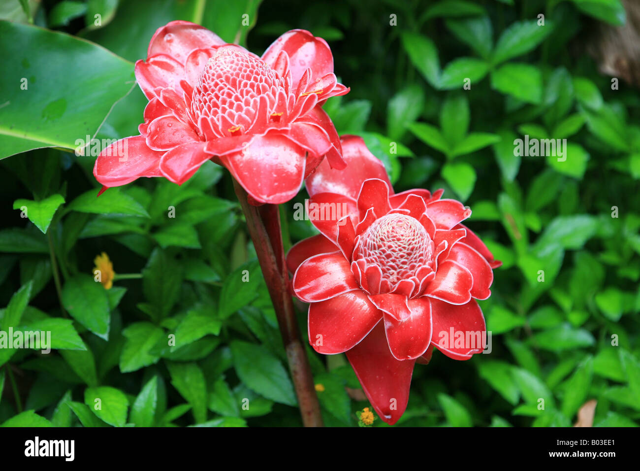 Flower on Tahiti called Rose de Porcelaine Stock Photo