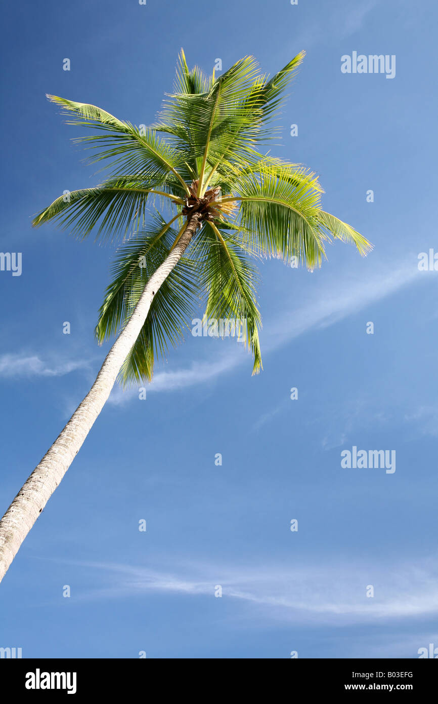 Palm tree with blue sky background Stock Photo - Alamy