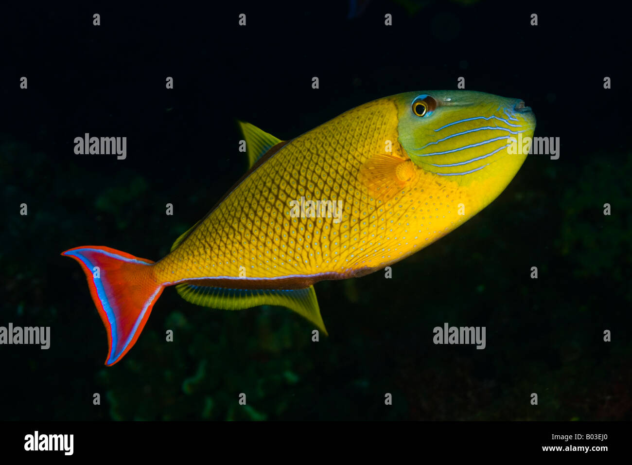 Redtail triggerfish Revillagigedo islands, socorro islands, pacific