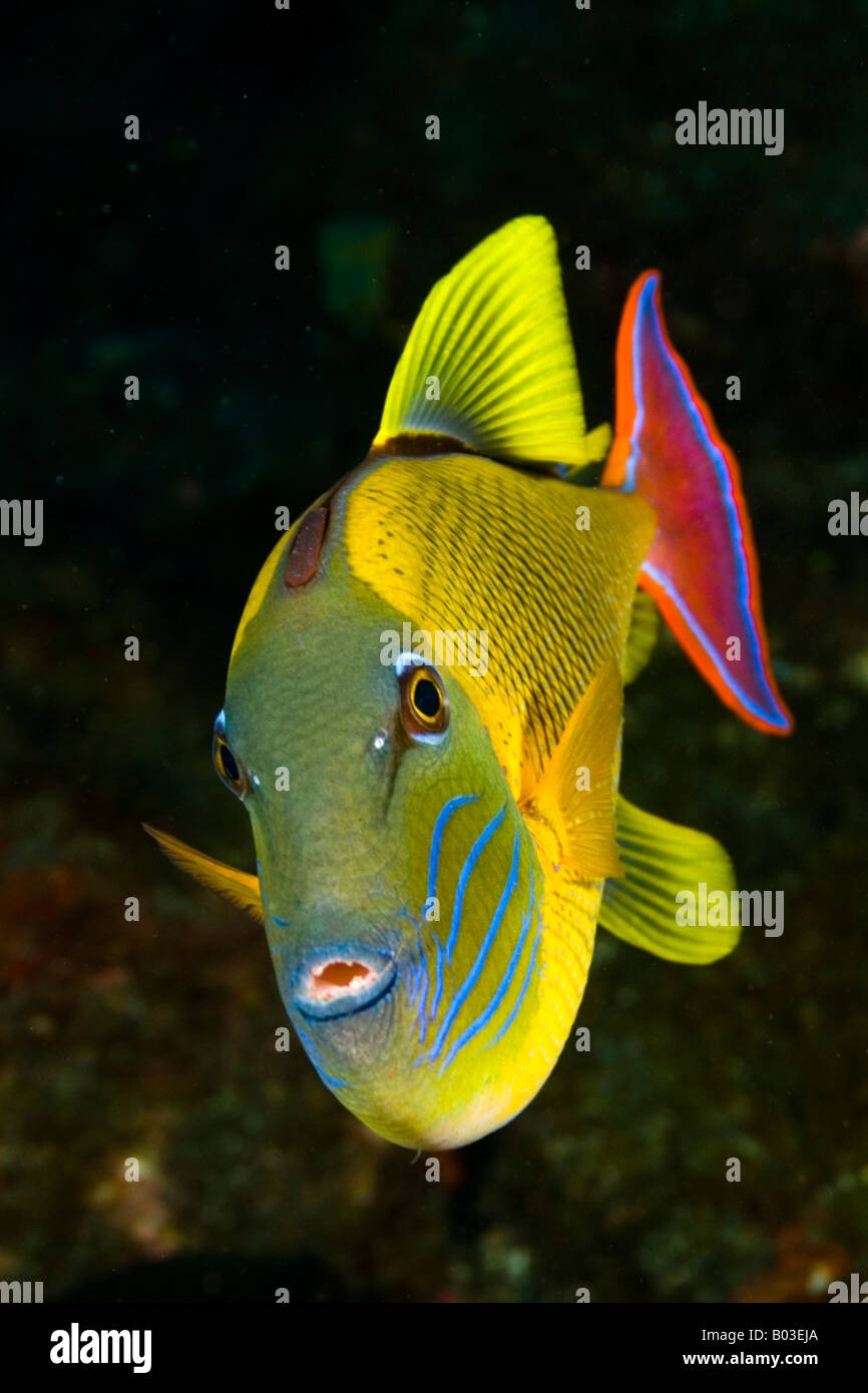 Redtail triggerfish Revillagigedo islands, socorro islands, pacific