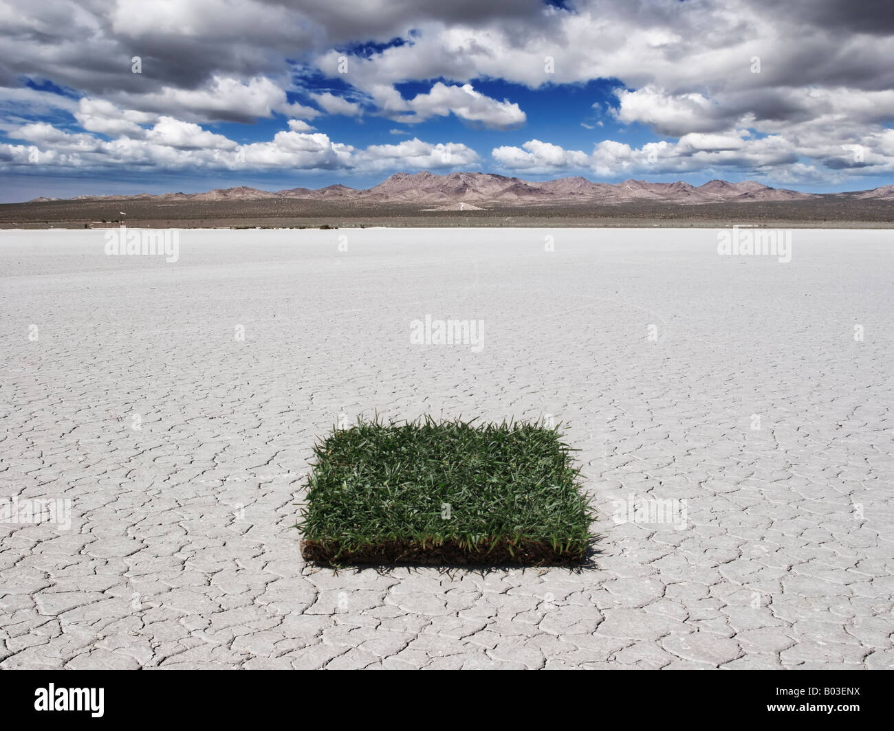 Patch of grass in the desert Stock Photo