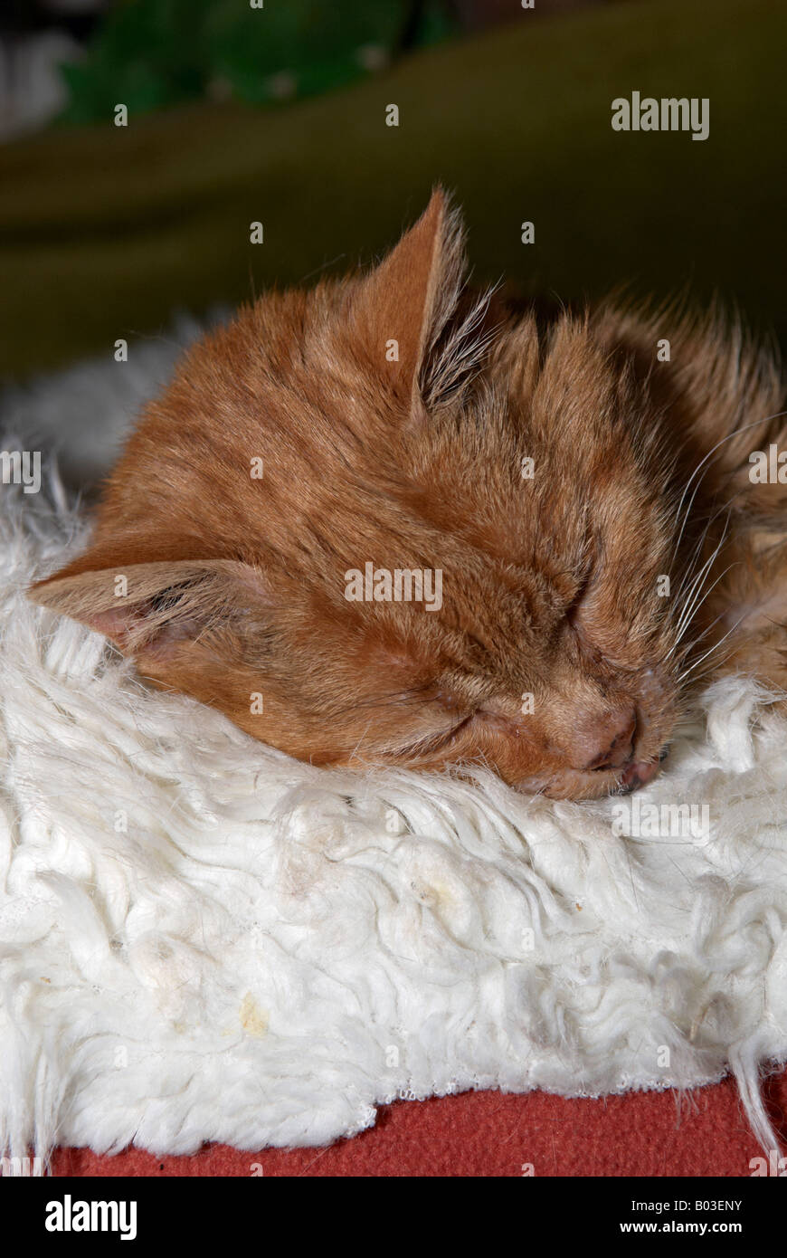 Ginger cat sleeping on bed hi-res stock photography and images - Alamy