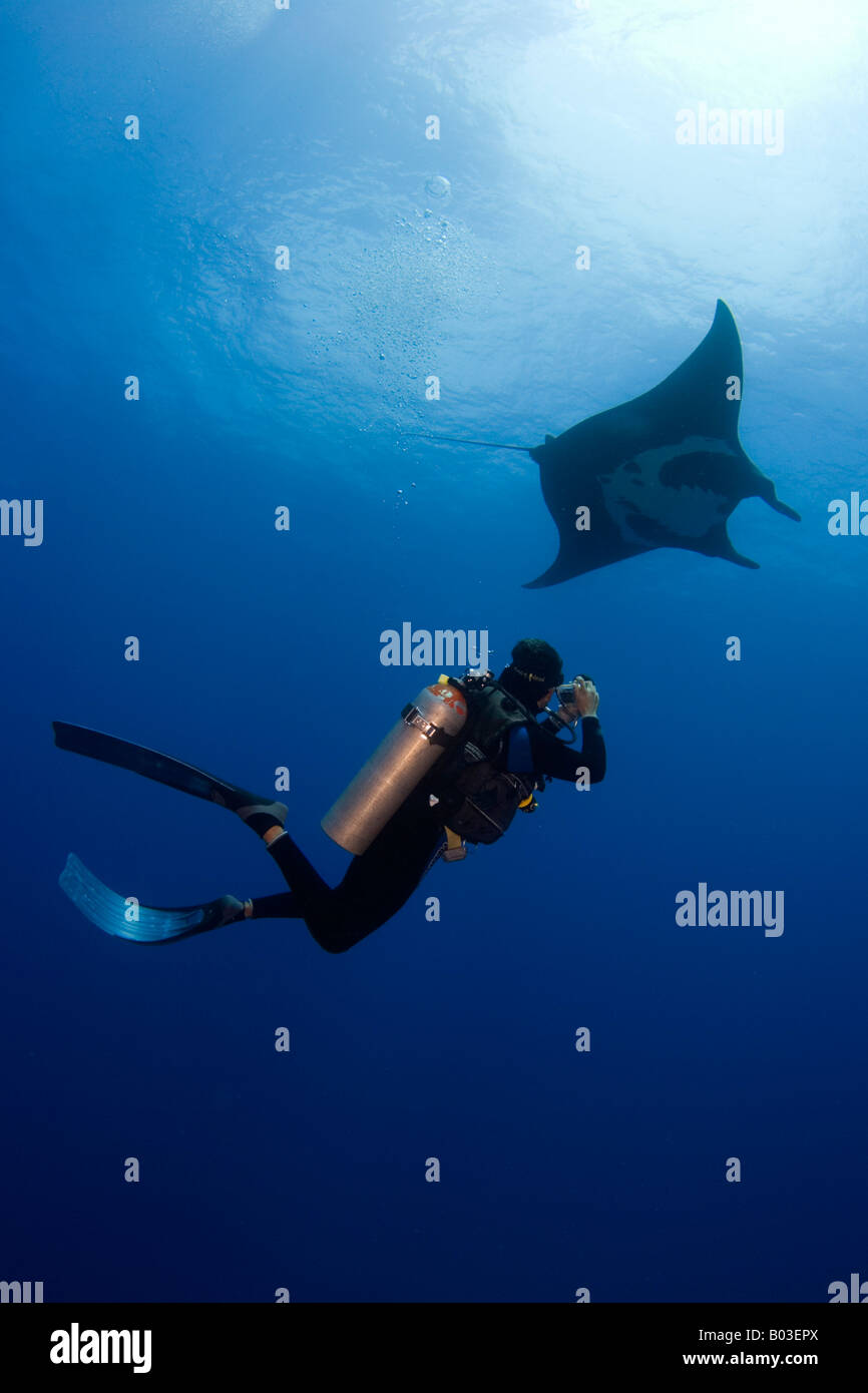 Manta ray and scuba diver blue ocean sea water hires stock photography