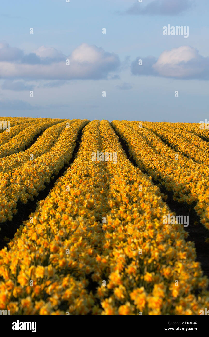 Field of spring daffodils in the warm afternoon light in the Norfolk