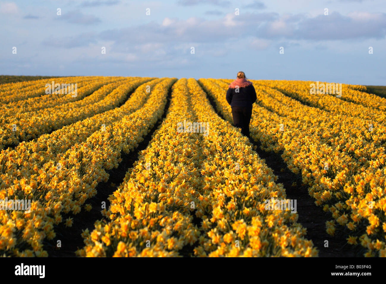 Woman walking through a daffodil field in Norfolk Stock Photo