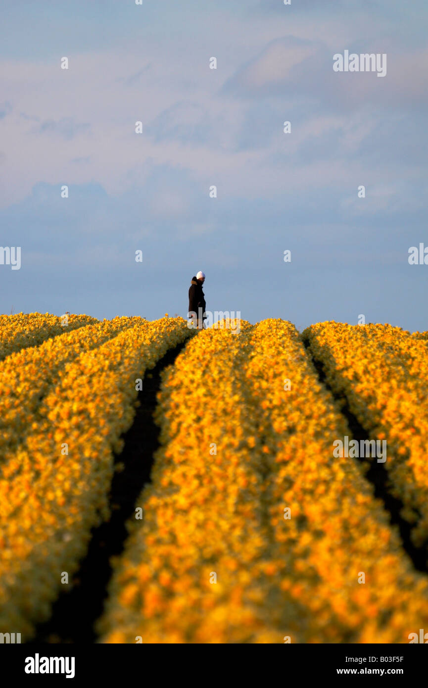 Man walking through a daffodil field in Norfolk Stock Photo Alamy