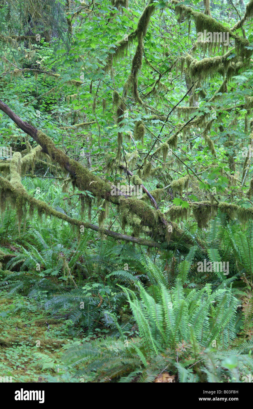 Rain forest: tangled mosses, ferns and sitka spruce Stock Photo