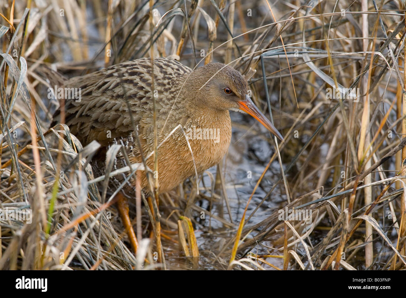 Clapper Rail (Rallus longirostris) Stock Photo