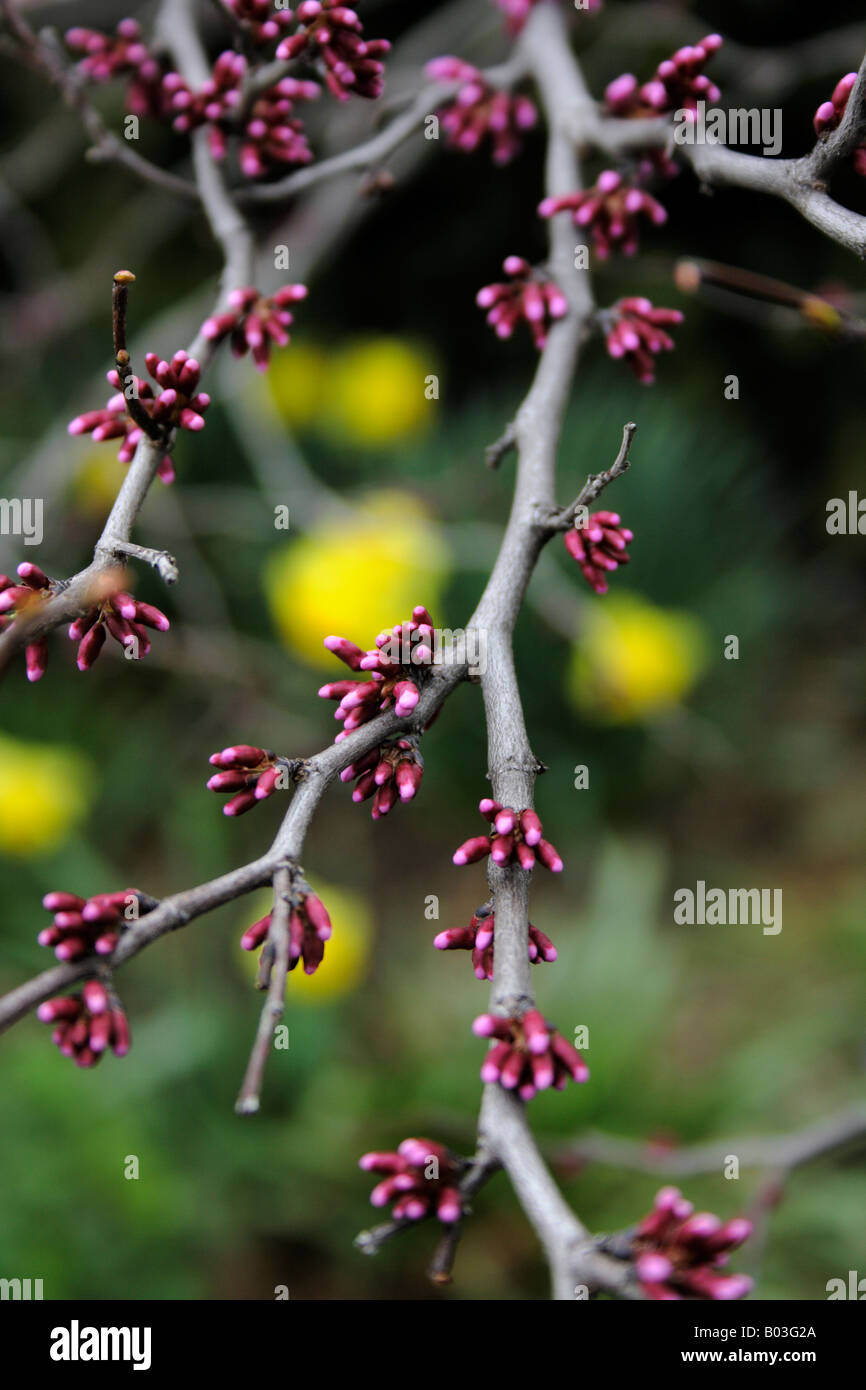 Buds forming on an Eastern Redbud bush above a green and yellow background. Stock Photo