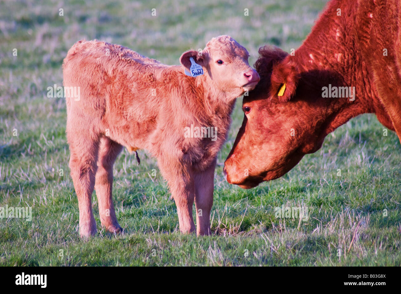 Cow and calf (3 Stock Photo Alamy