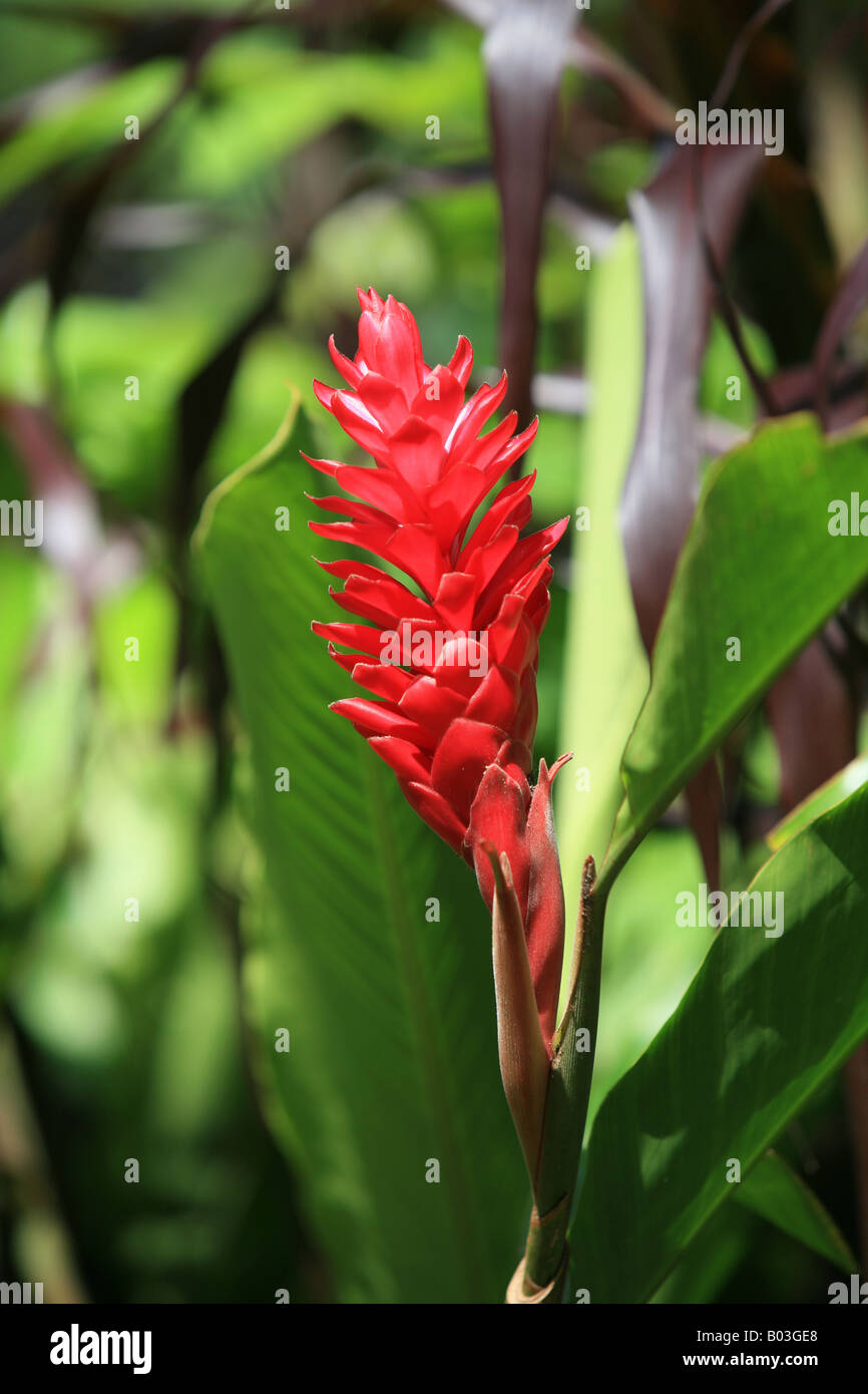 Flower on Moorea island next to Tahiti Stock Photo - Alamy