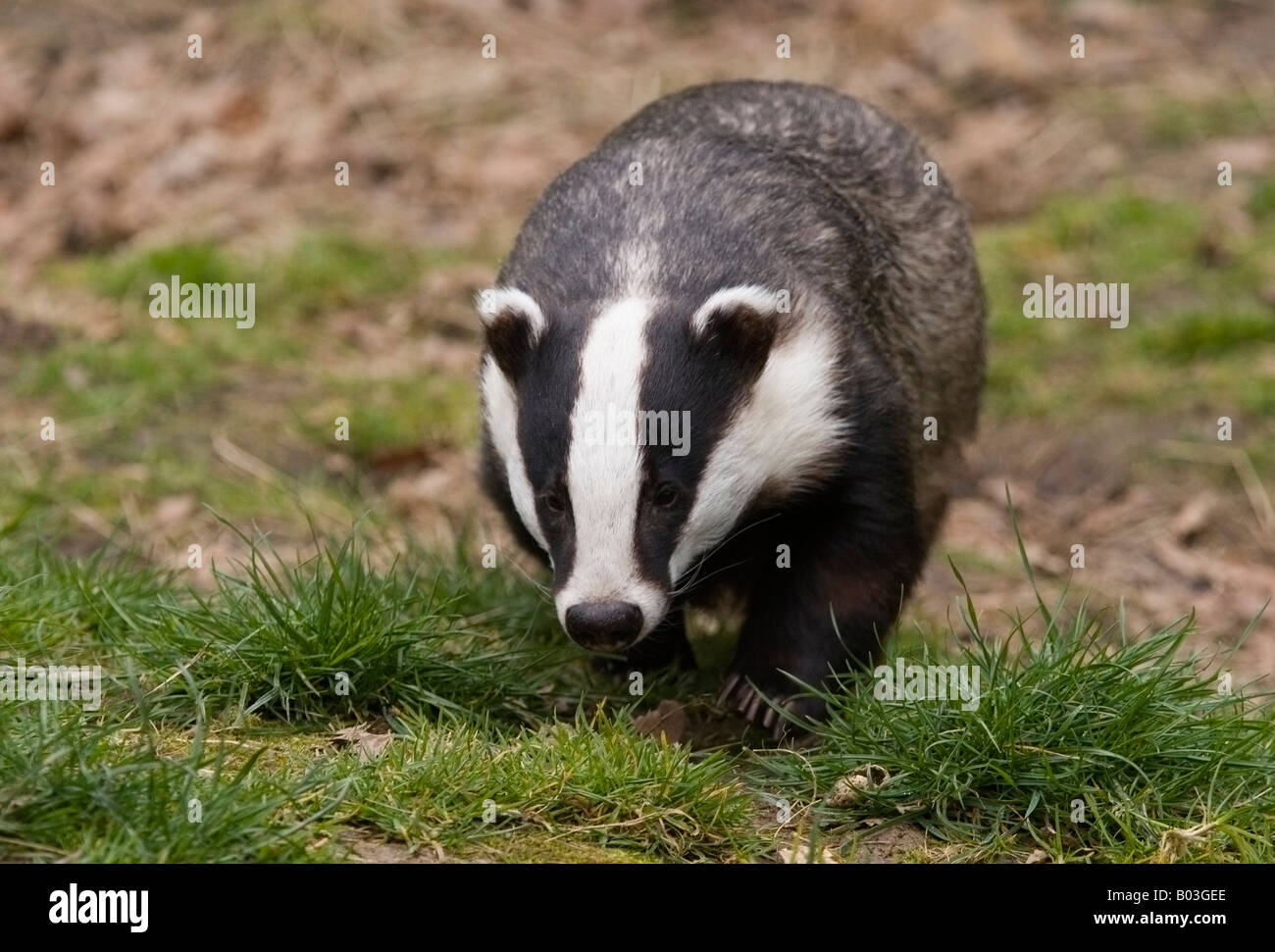 Eurasian Badger (Meles meles) Stock Photo