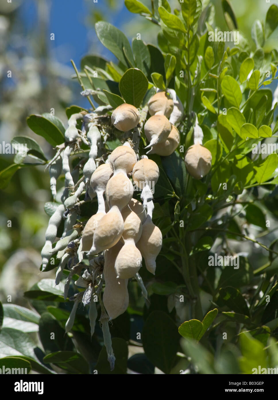 Mescal Beans (Sophora secundiflora), Leguminosae, Arizona, USA Stock Photo
