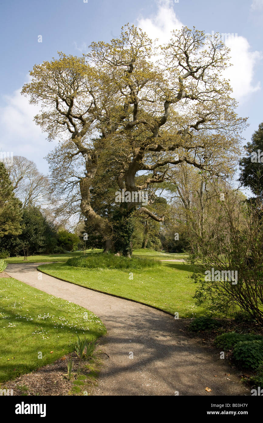 The mighty Oak Stock Photo - Alamy