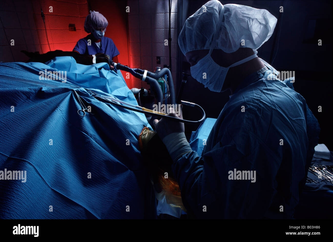 Veterinary Surgeons perform Arthroscopic knee surgery on a quarter