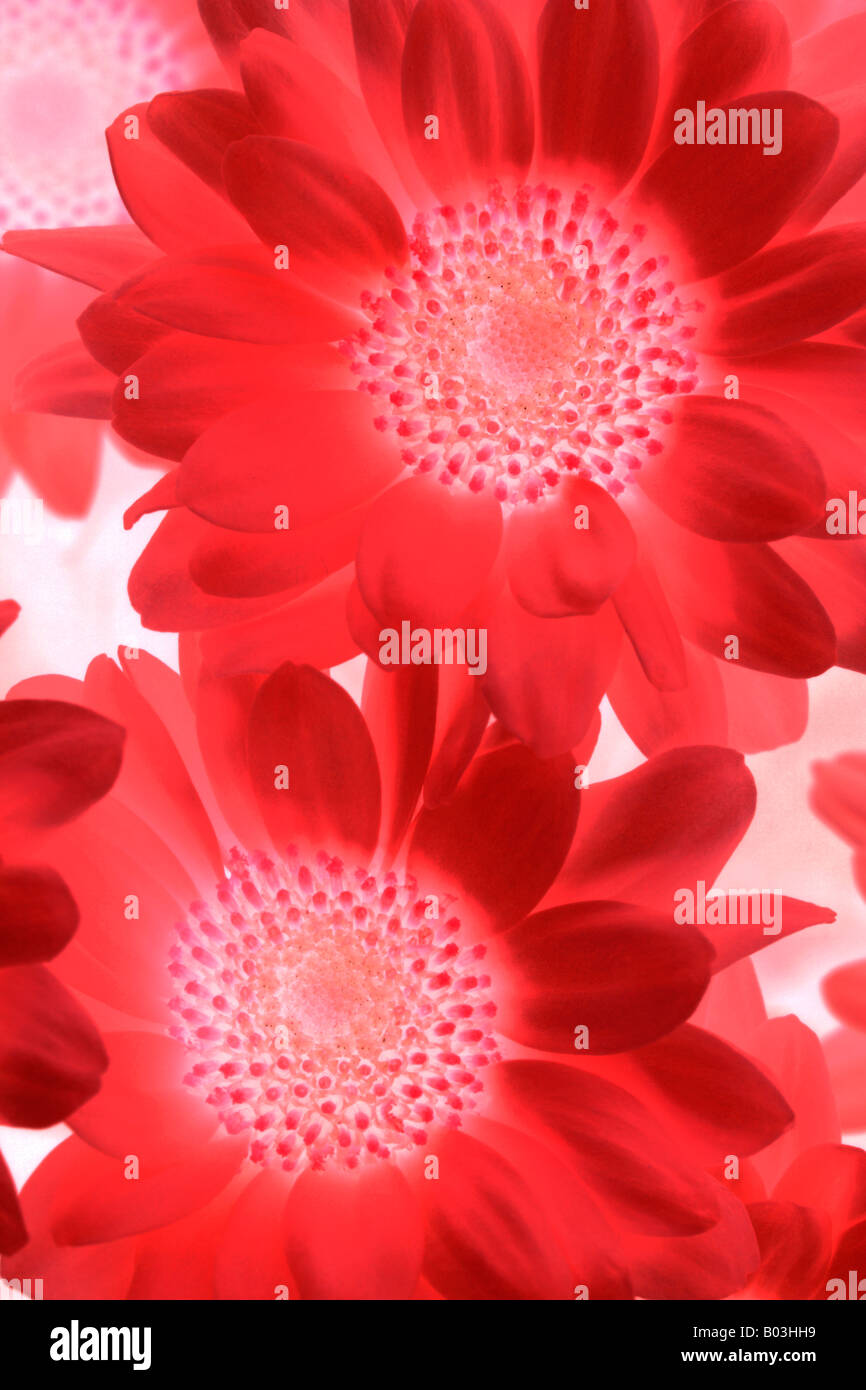 Flowers close up chrysanthemums hi-res stock photography and images - Alamy
