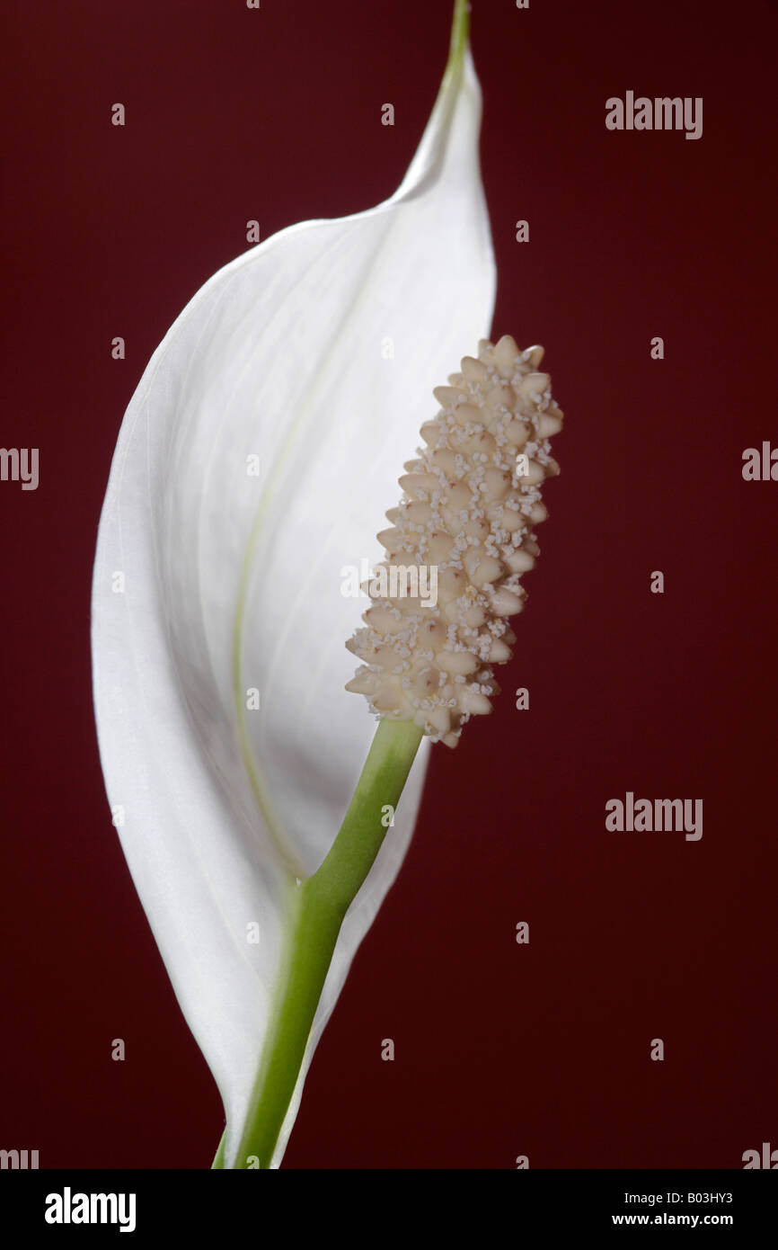 Peace Lily (Spathiphyllum floribundum) flower Stock Photo