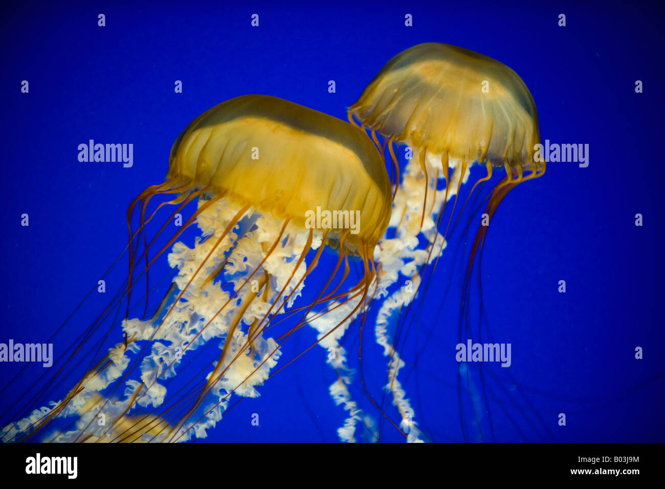 Pacific Sea Nettles (Chrysaora fuscescens) Oregon Coast Aquarium, Newport, OREGON Stock Photo