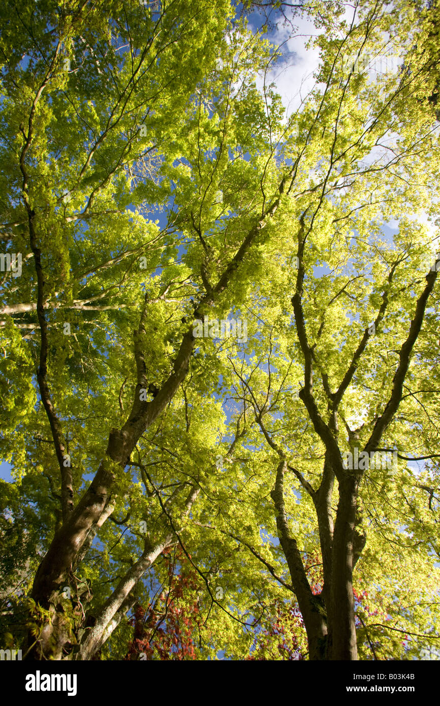 Green palmate Maples (Acer palmatum) at the beginning of the Spring (France). Erables palmés verts (Acer palmatum) au Printemps. Stock Photo