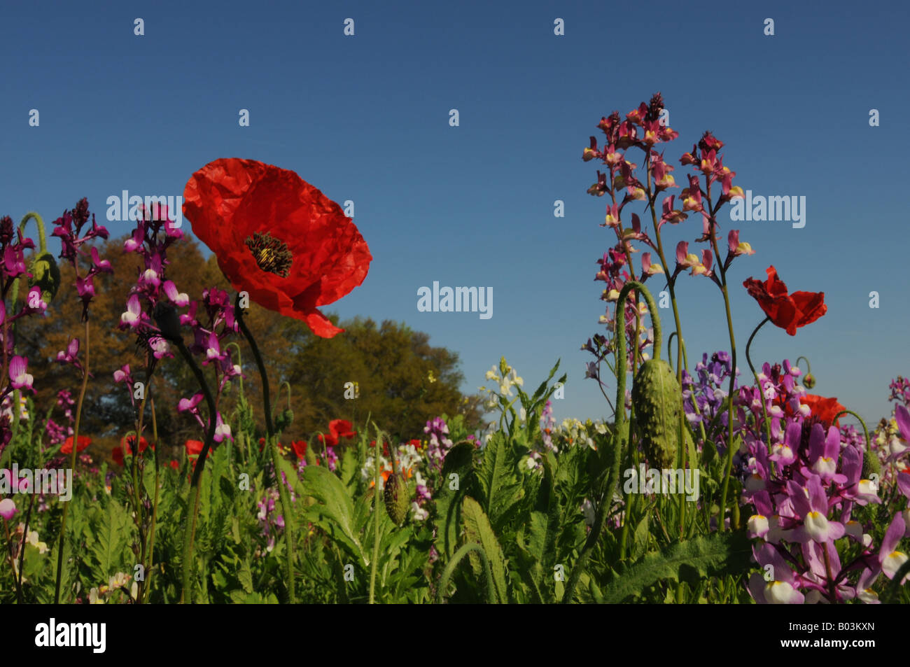 Poppy and wildflowers Stock Photo - Alamy