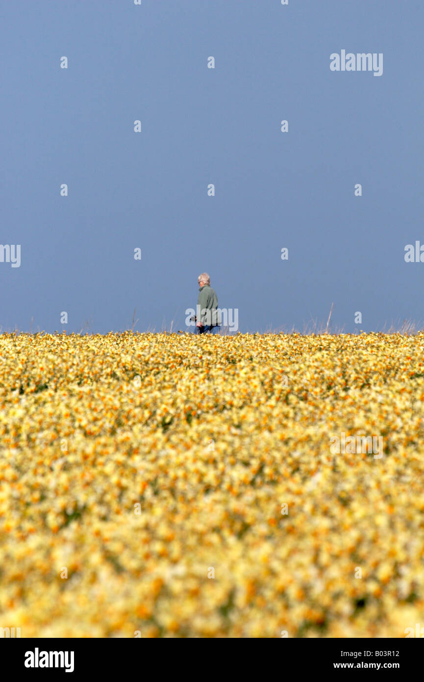 Woman walking through a daffodil field in Norfolk Stock Photo Alamy