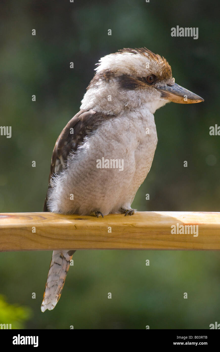 Juvenile kookaburra Stock Photo