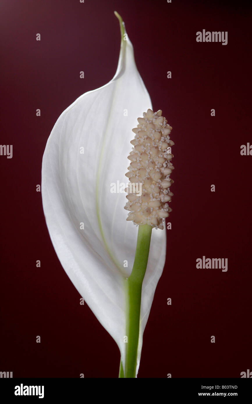 Peace Lily (Spathiphyllum floribundum) flower Stock Photo