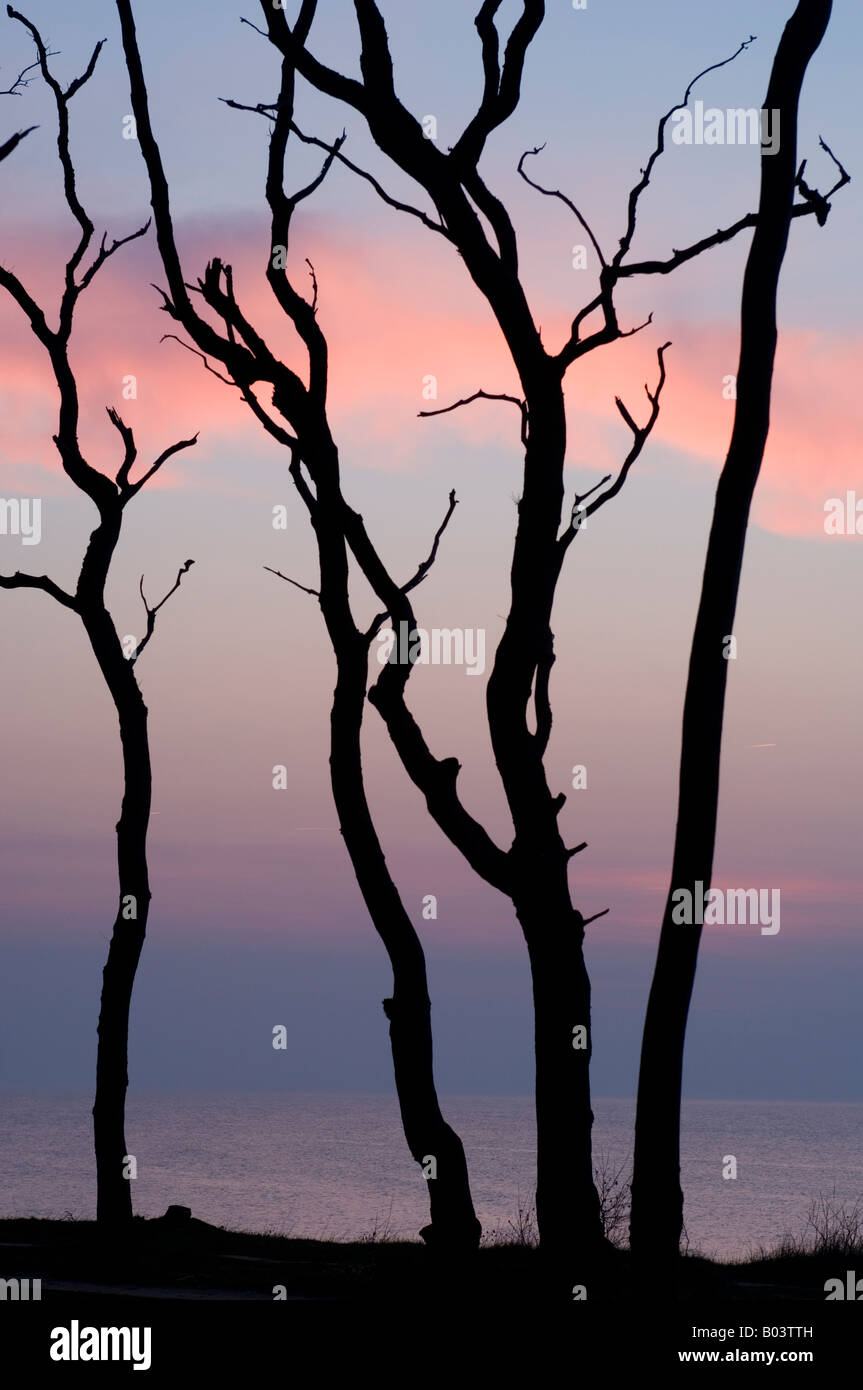 beech with Sunset in the "Gespensterwald", Nienhagen, Baltic Sea, Germany Stock Photo