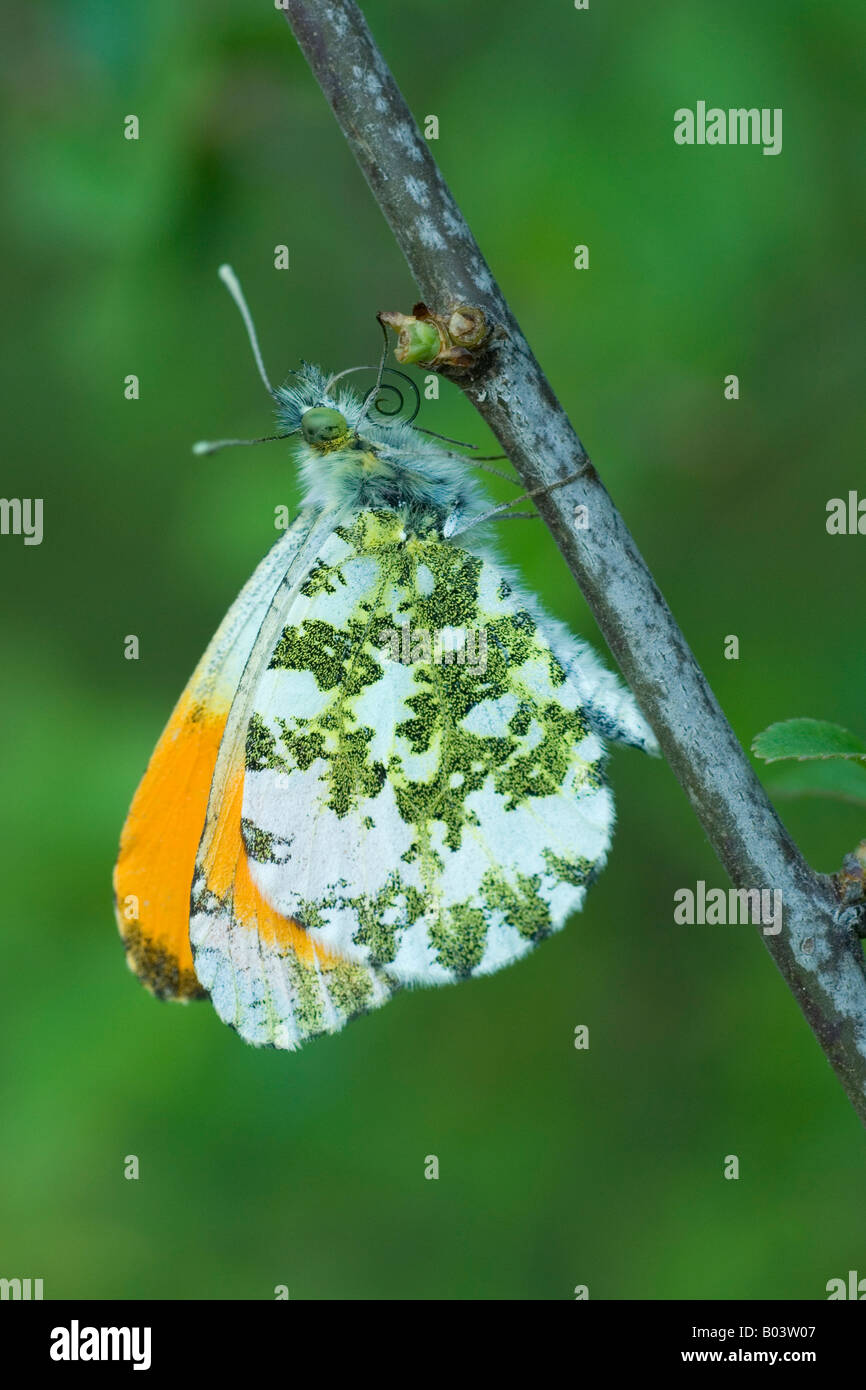 Orange tip Aurorafalter anthocharis cardamines butterfly Stock Photo