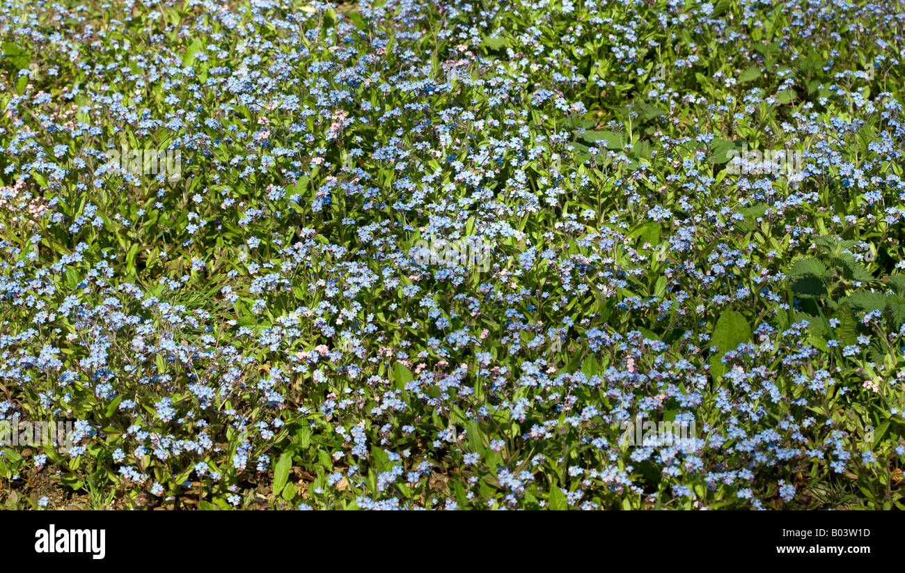 Forget-me-nots in the Spring Sunshine Stock Photo - Alamy