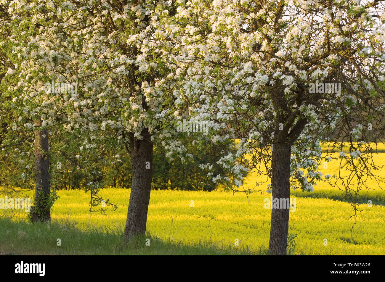 Bloomy Fruit Trees in Germany Stock Photo