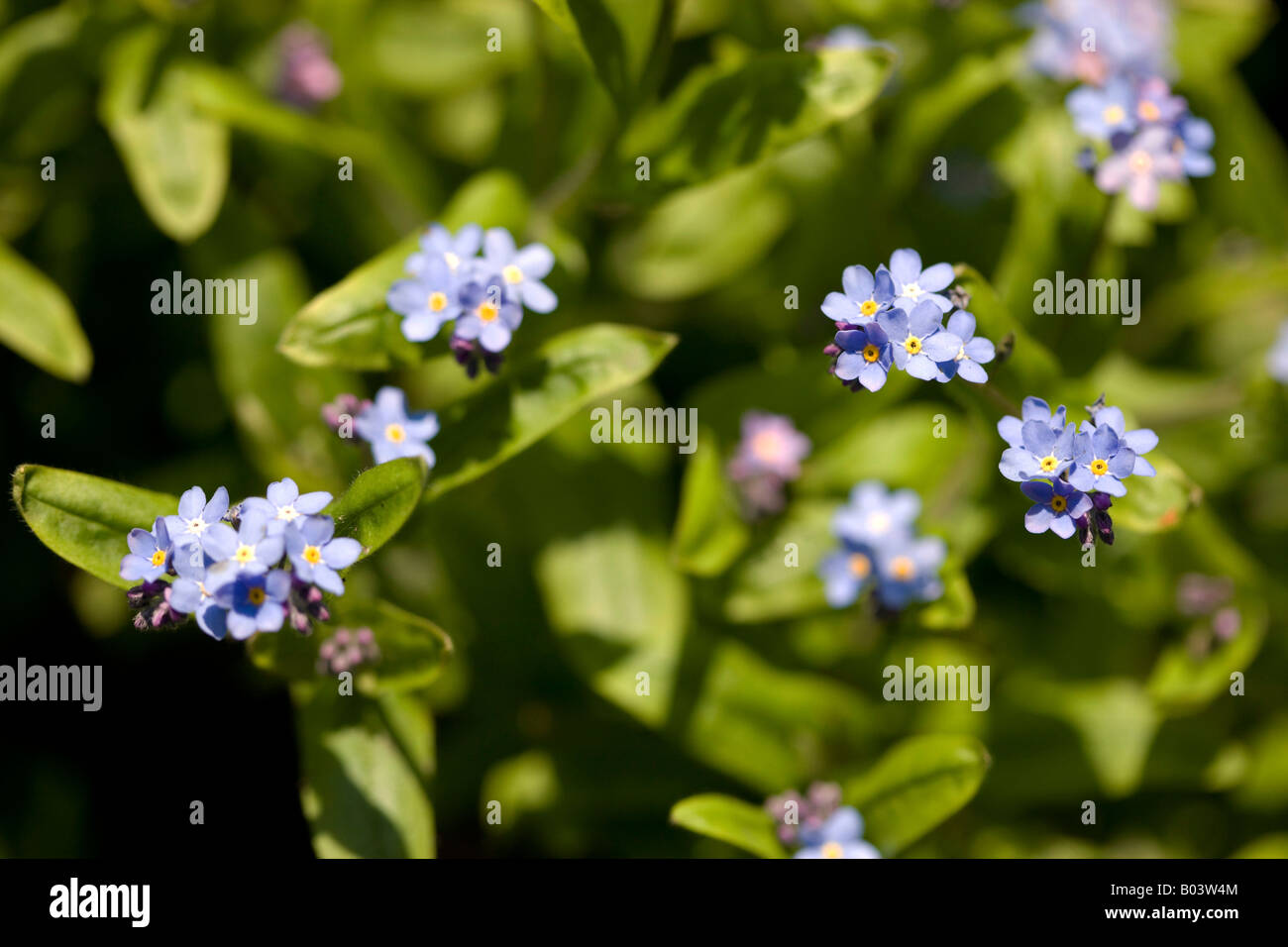 Forget-me-nots in the Spring Sunshine Stock Photo - Alamy