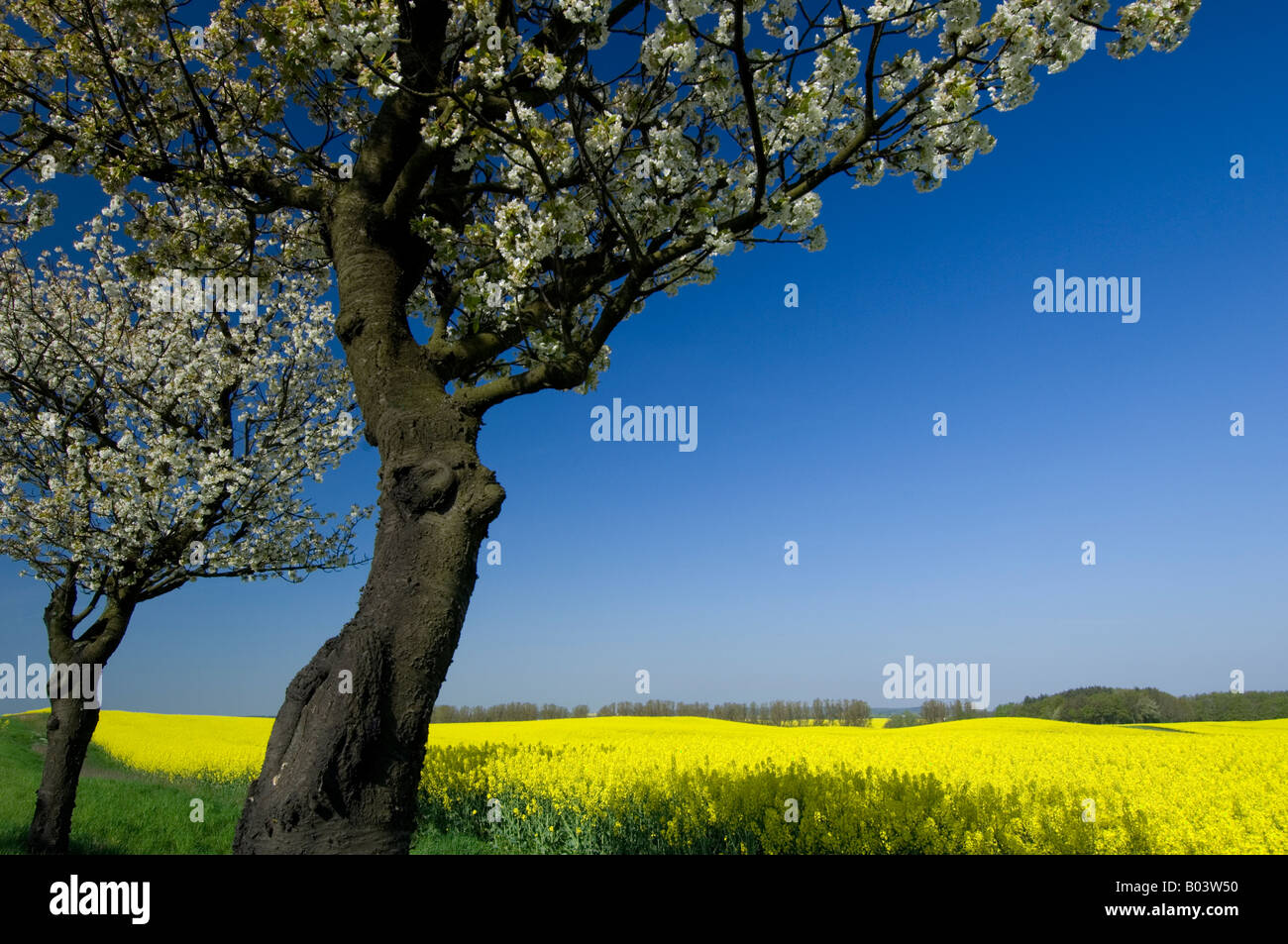 Blooming cherrytrees in spring germany cherrytree Stock Photo
