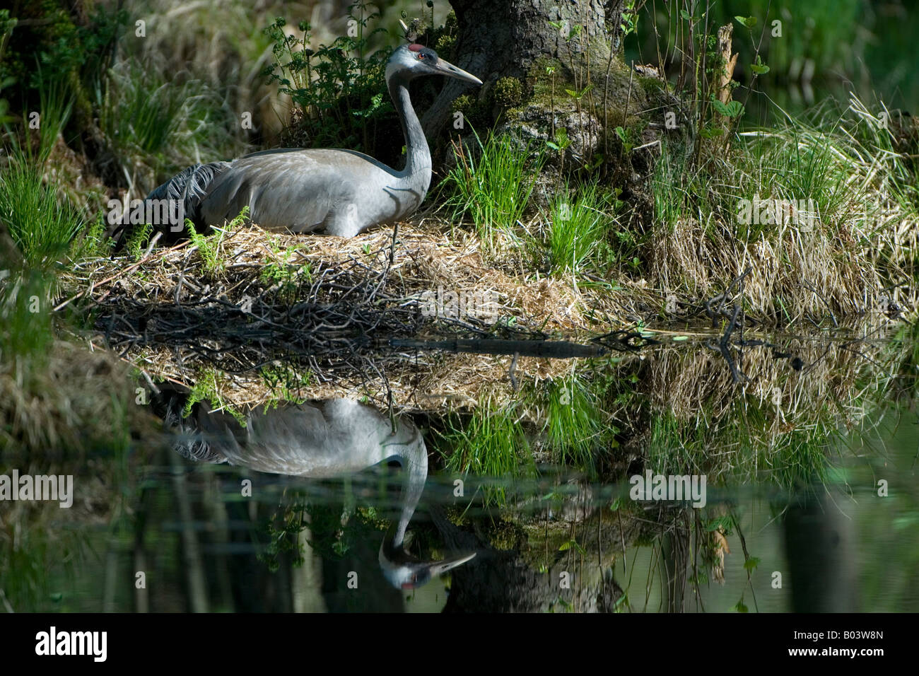 incubating common crane grus grus graukranich germany Stock Photo