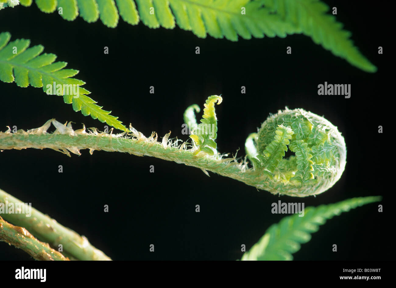 wurmfarn echter wurmfarn dryoptersis felix mas wood ferns blattenfaltung Stock Photo