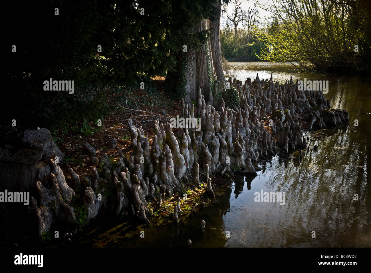 Bald cypress pneumatophores (Taxodium ascendens) by a river bank. Pneumatophores de Cyprès chauve au bord d'une rivière (France) Stock Photo