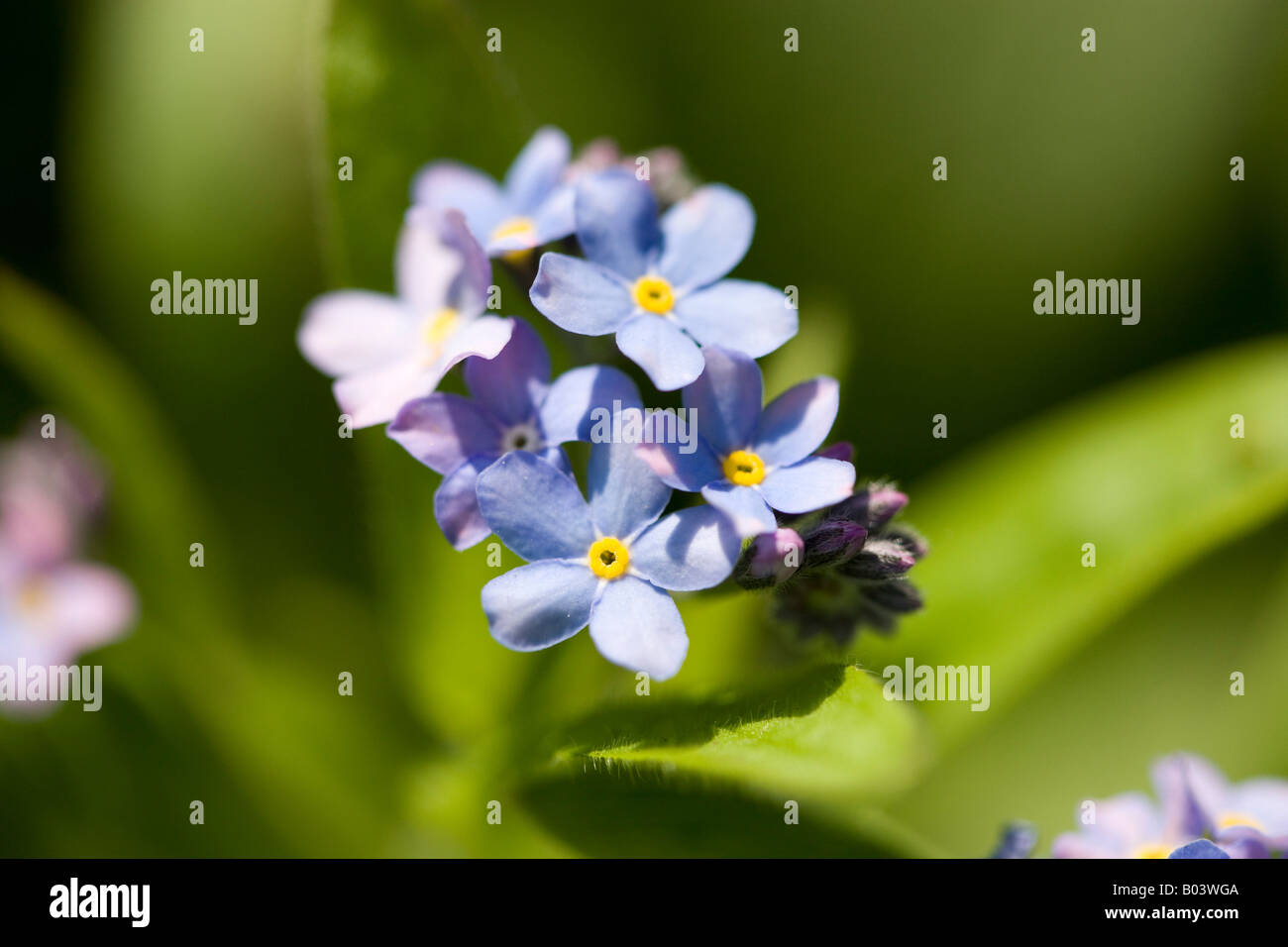 Forget-me-nots in the Spring Sunshine Stock Photo - Alamy