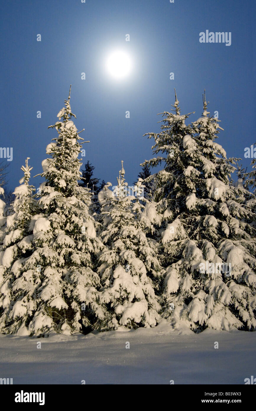 spruce in snow at fullmoon Bavaria Germany Stock Photo