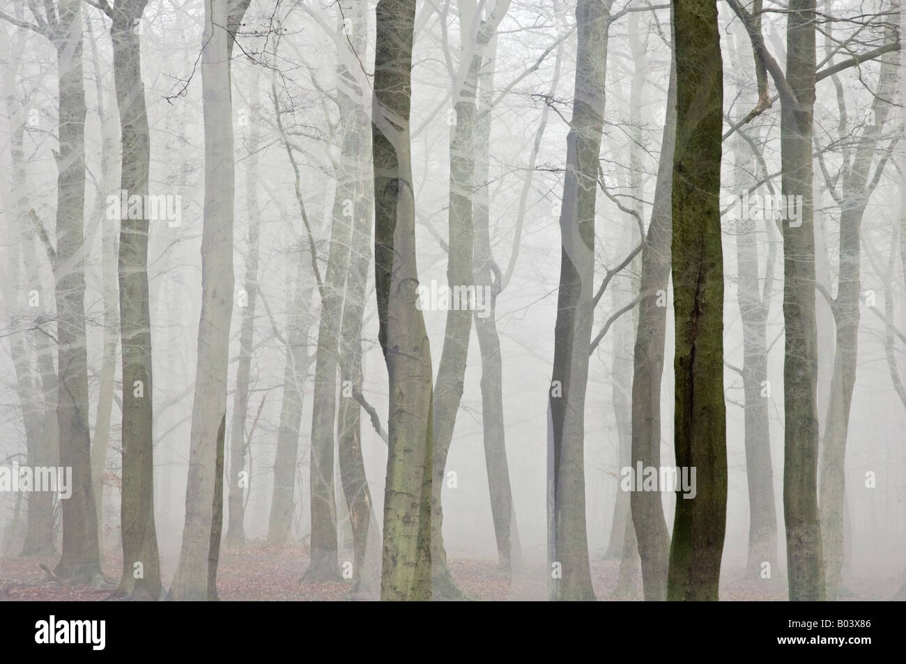 misty foggy trees winter england uk europe Stock Photo