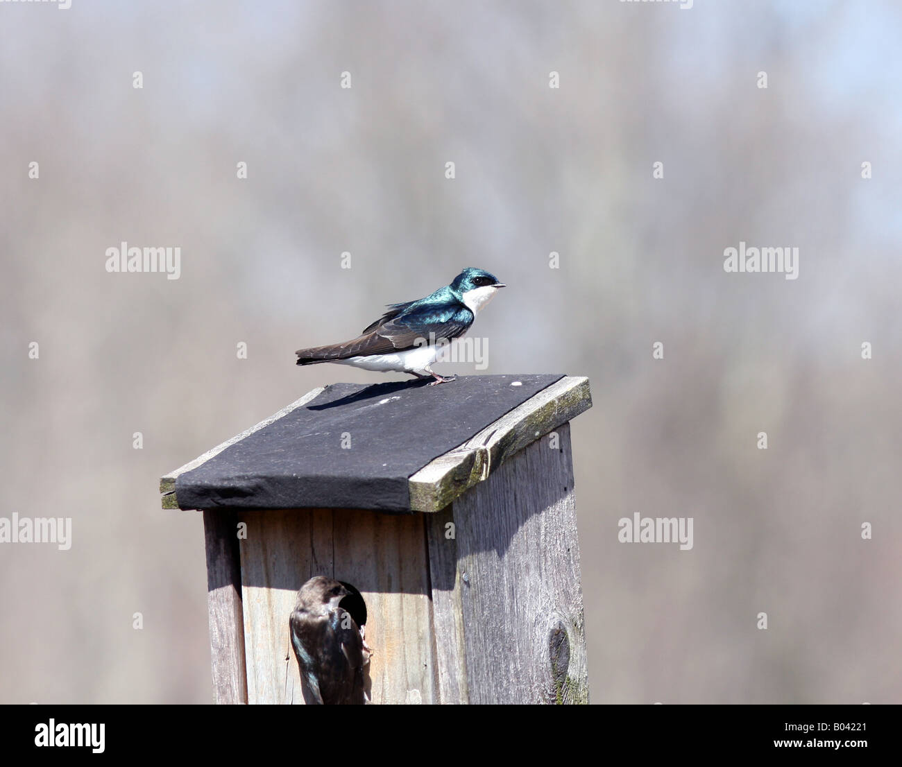 Entering birdhouse hires stock photography and images Alamy
