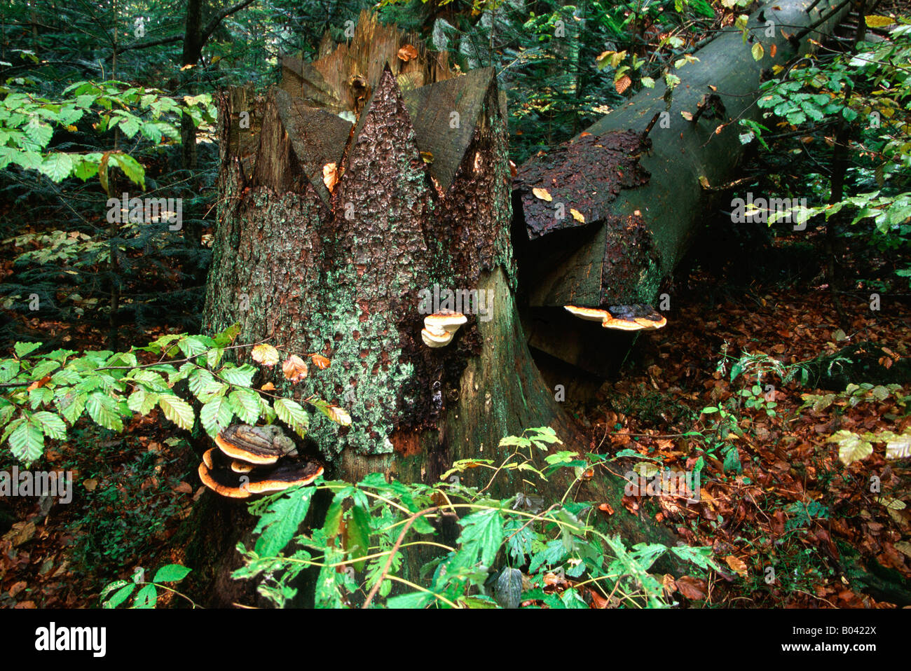 Bark Beetle Invasion in picea abies Forest Germany Stock Photo