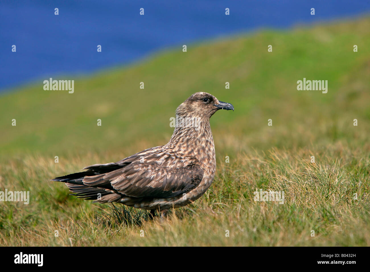 Great Skua Stercorarius skua adult bird Hermaness Nature Reserve Unst Shetland Isles scotland UK Stock Photo