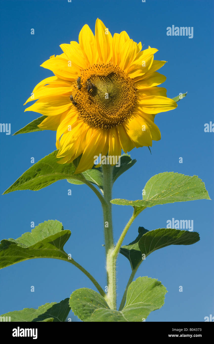 Die sonnenblume hi-res stock photography and images - Alamy