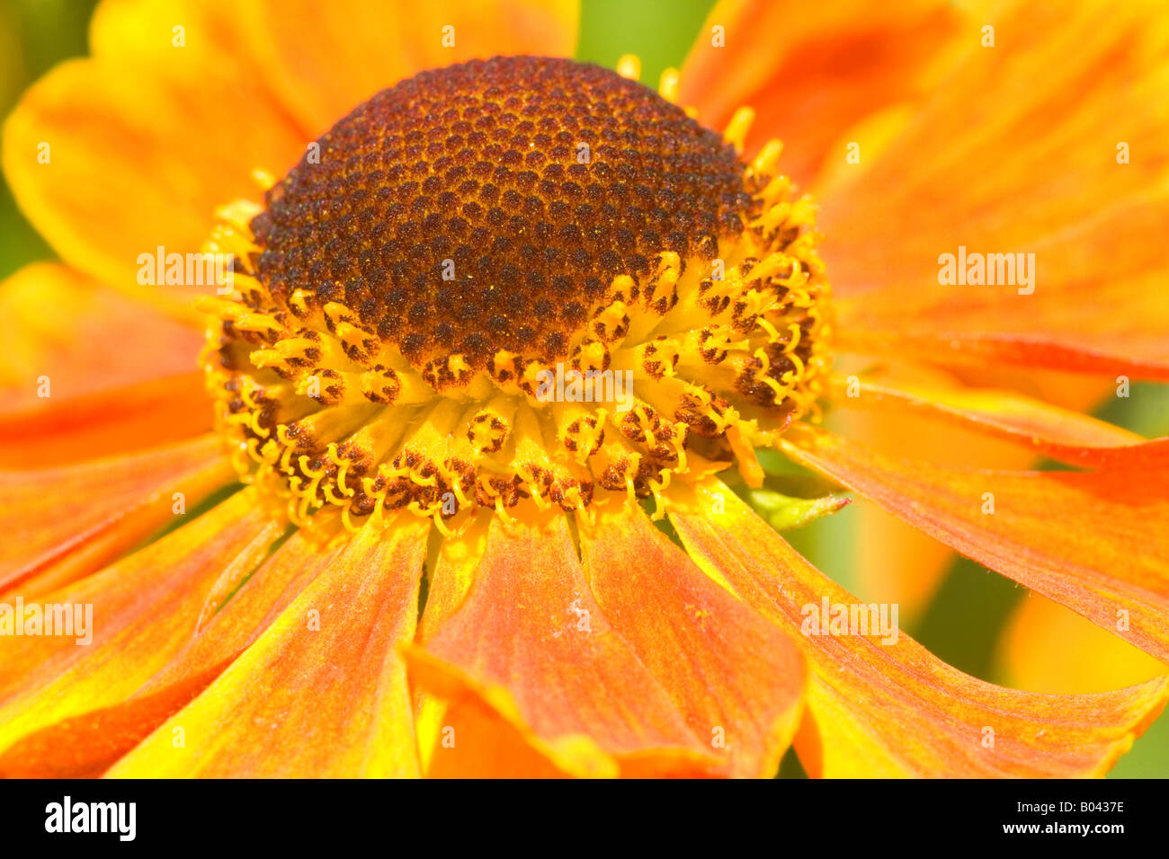 blossom detail of a yellow and red coloured Helenium Germany Stock Photo