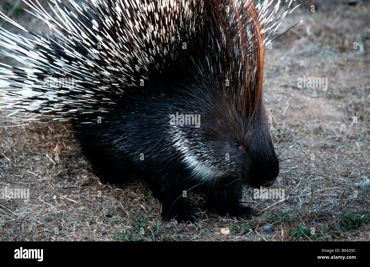 Stachelschwein Porcupine Porky Hystrix cristata Stock Photo