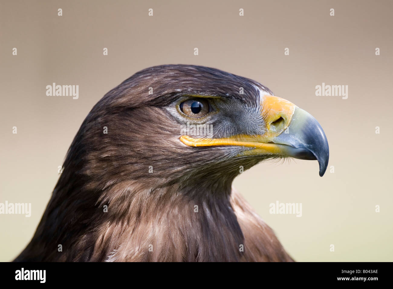 steppenadler Steppenadler aquila nipalensis steppe eagle Eastern Steppe Eagle Stock Photo