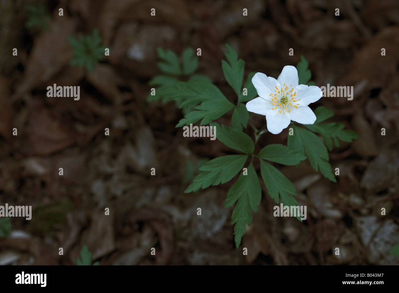 Anemone nemorosa Buschwindroeschen anemone nemorosa wood anemone windflower smell fox anemone sylvie Stock Photo