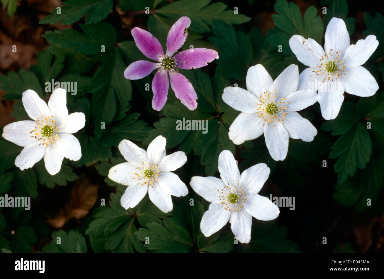 Buschwindroeschen anemone nemorosa wood anemone windflower smell fox