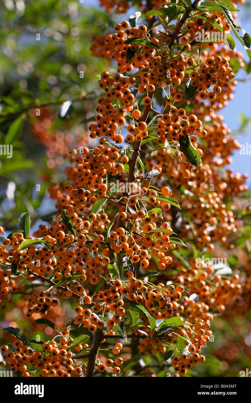 Buisson ardent hires stock photography and images Alamy